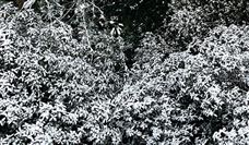 下雪了！下雪了！智能除雪机械设备前来保驾护航