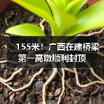 155米!广西在建桥梁第一高墩顺利封顶(图4) 155米!广西在建桥梁第一高墩顺利封顶(图4)
