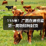 155米！广西在建桥梁第一高墩顺利封顶
