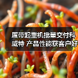 履带起重机批量交付科威特 产品性能获客户好评(图2) 履带起重机批量交付科威特 产品性能获客户好评(图2)
