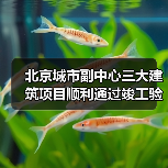 北京城市副中心三大建筑项目顺利通过竣工验收（图1）