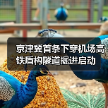 京津冀首条下穿机场高铁盾构隧道掘进启动(图2) 京津冀首条下穿机场高铁盾构隧道掘进启动(图2)