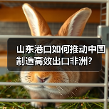山东港口如何推动中国制造高效出口非洲?(图2) 山东港口如何推动中国制造高效出口非洲?(图2)