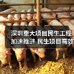 深圳重大项目民生工程加速推进 民生项目高效落实（图2）