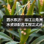 西水东济！珠江三角洲水资源配置工程正式通水，解决大湾区缺水难题（图3）