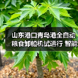 山东港口青岛港全自动粮食卸船机试运行 智能化升级引关注（图1）
